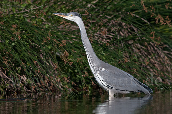 Graureiher (Ardea cinerea)