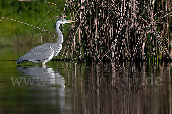 Graureiher (Ardea cinerea)