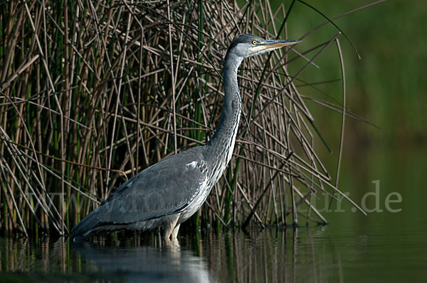 Graureiher (Ardea cinerea)