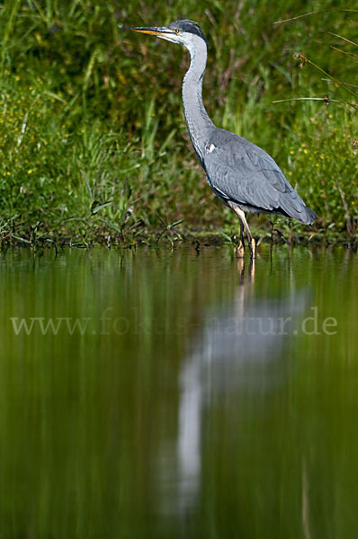 Graureiher (Ardea cinerea)