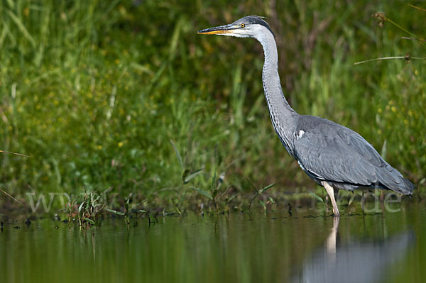 Graureiher (Ardea cinerea)