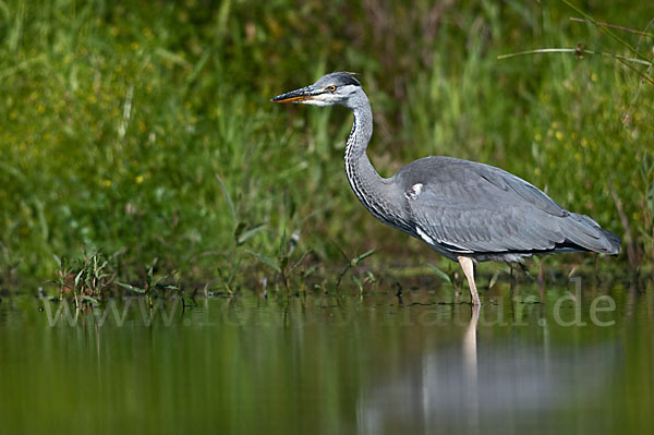 Graureiher (Ardea cinerea)