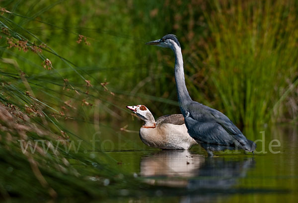 Graureiher (Ardea cinerea)