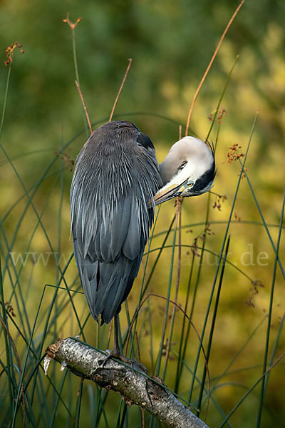 Graureiher (Ardea cinerea)