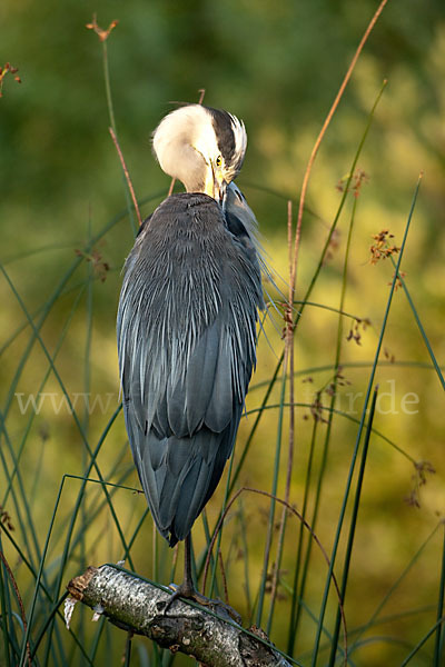 Graureiher (Ardea cinerea)