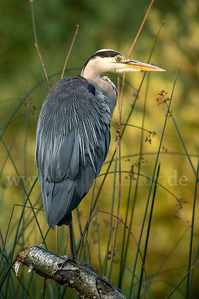 Graureiher (Ardea cinerea)