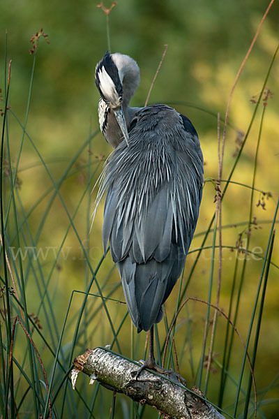 Graureiher (Ardea cinerea)