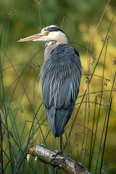 Graureiher (Ardea cinerea)