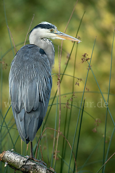 Graureiher (Ardea cinerea)