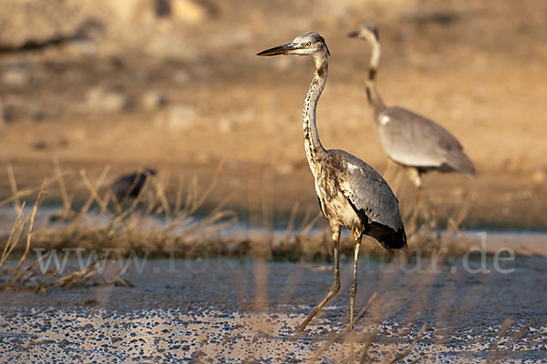 Graureiher (Ardea cinerea)