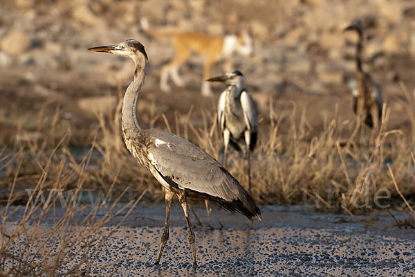 Graureiher (Ardea cinerea)