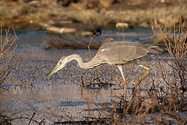 Graureiher (Ardea cinerea)