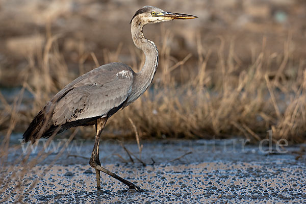 Graureiher (Ardea cinerea)