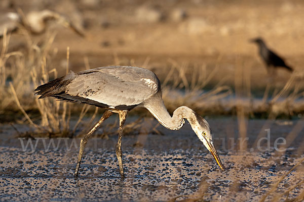 Graureiher (Ardea cinerea)