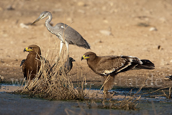 Graureiher (Ardea cinerea)