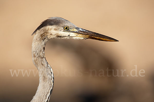 Graureiher (Ardea cinerea)