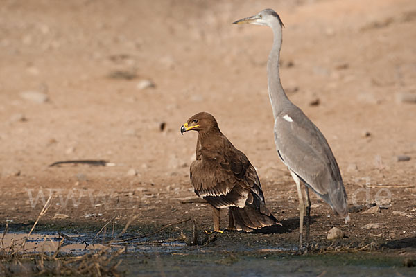 Graureiher (Ardea cinerea)