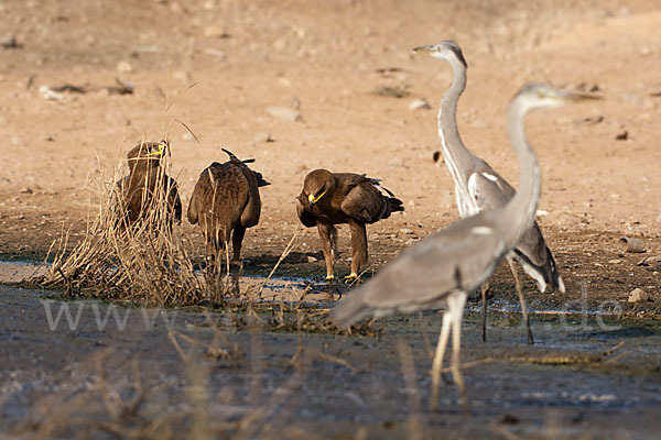 Graureiher (Ardea cinerea)