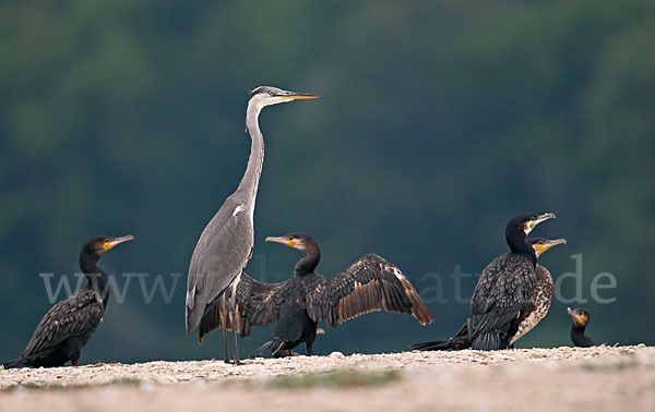 Graureiher (Ardea cinerea)