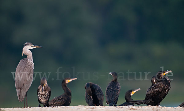 Graureiher (Ardea cinerea)