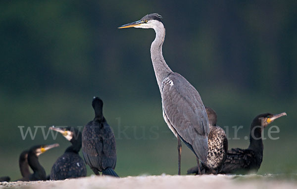 Graureiher (Ardea cinerea)