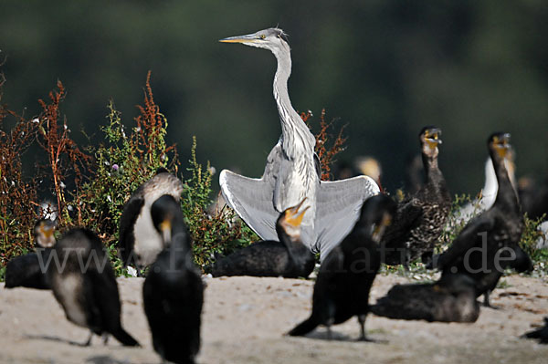 Graureiher (Ardea cinerea)