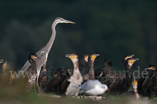 Graureiher (Ardea cinerea)