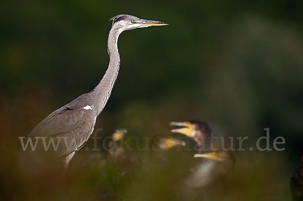 Graureiher (Ardea cinerea)