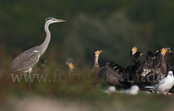 Graureiher (Ardea cinerea)