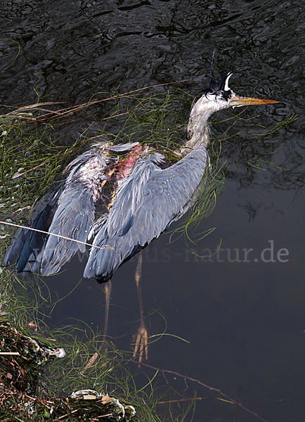 Graureiher (Ardea cinerea)