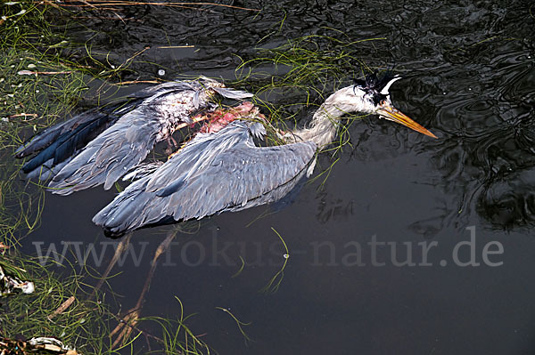 Graureiher (Ardea cinerea)