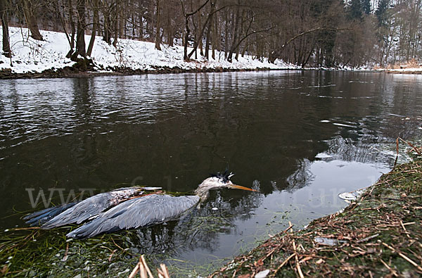 Graureiher (Ardea cinerea)