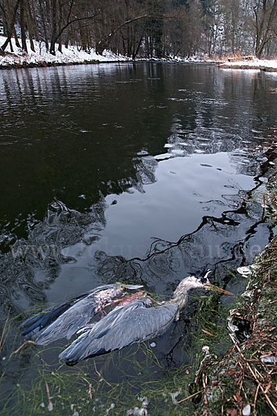 Graureiher (Ardea cinerea)