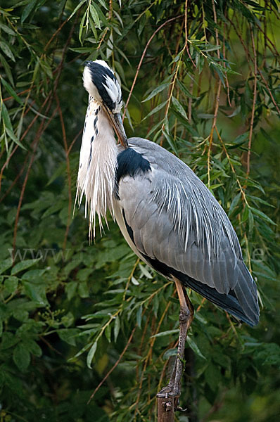 Graureiher (Ardea cinerea)