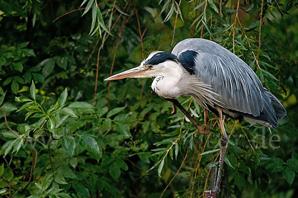 Graureiher (Ardea cinerea)