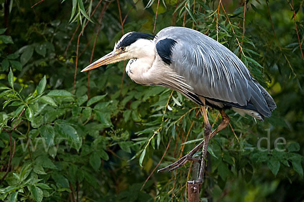 Graureiher (Ardea cinerea)