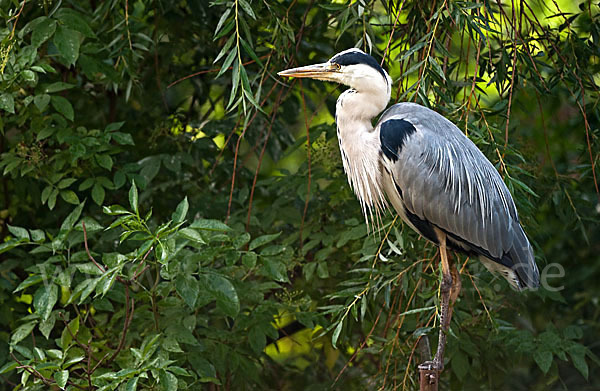 Graureiher (Ardea cinerea)