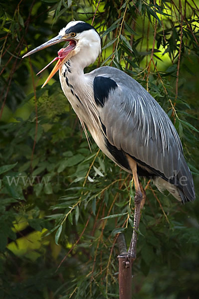 Graureiher (Ardea cinerea)