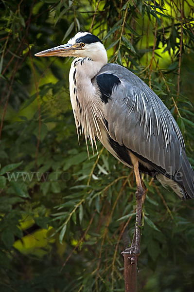 Graureiher (Ardea cinerea)