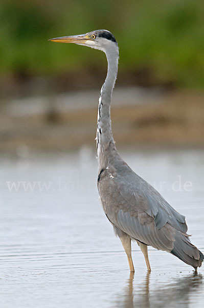 Graureiher (Ardea cinerea)