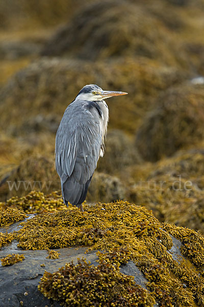 Graureiher (Ardea cinerea)