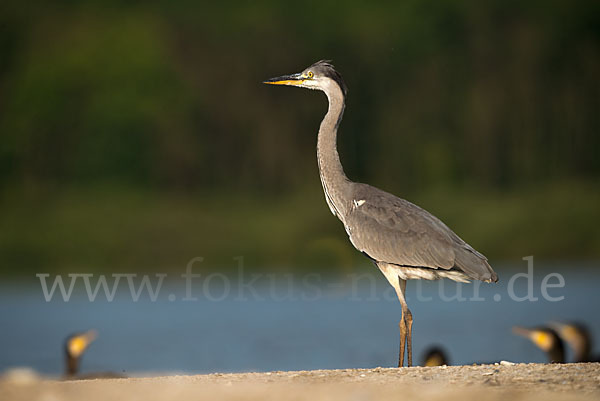 Graureiher (Ardea cinerea)