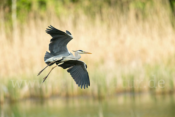 Graureiher (Ardea cinerea)