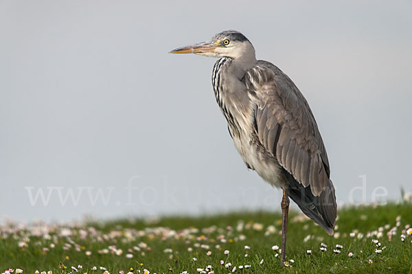 Graureiher (Ardea cinerea)