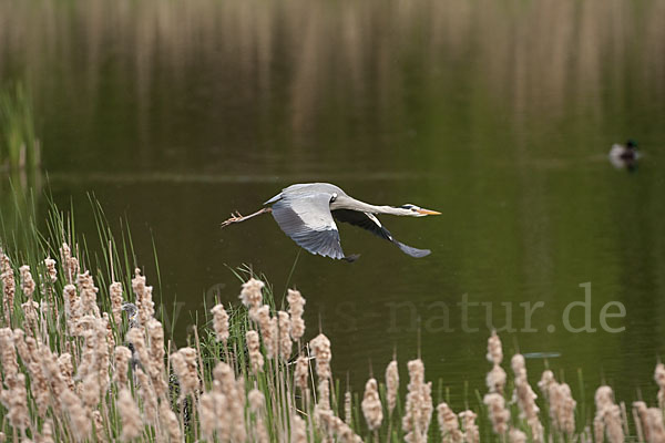 Graureiher (Ardea cinerea)