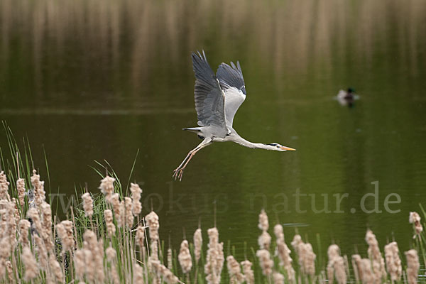 Graureiher (Ardea cinerea)