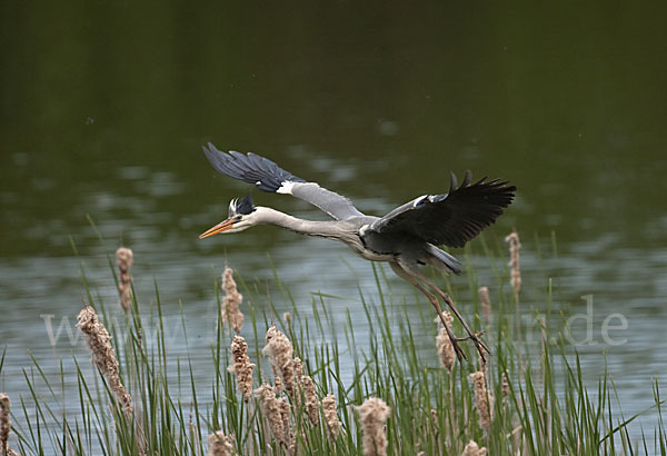 Graureiher (Ardea cinerea)