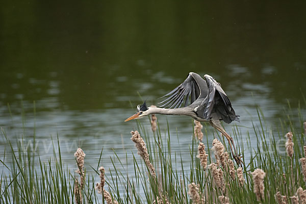 Graureiher (Ardea cinerea)