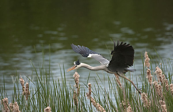 Graureiher (Ardea cinerea)