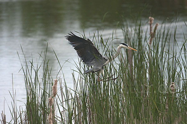 Graureiher (Ardea cinerea)